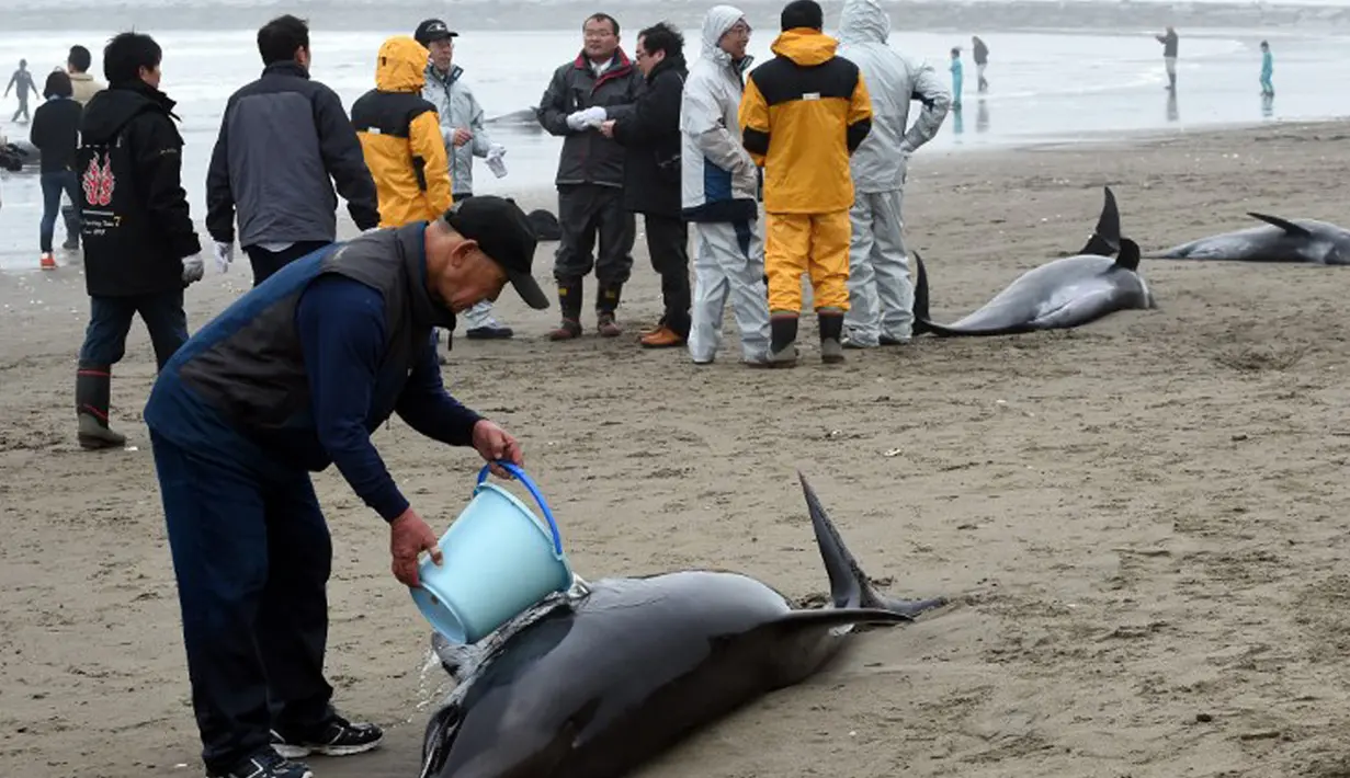 Lebih dari 130 lumba-lumba berkepala ikan paus (Pephonocephala Electra) terdampar di pantai Hokota, Jepang, Jumat (10/4/2015). Seorang Pria mencoba menyelamatkan ikan paus yang terdampar dipinggir pantai Hokota. (AFP PHOTO/Toshifumi Kitamura)
