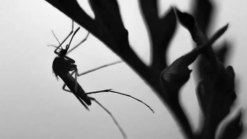 Waspadai Penularan Malaria Saat Mudik Lebaran Idul Fitri 2023 dengan Meminimalisir Kontak dengan Nyamuk Malaria atau Nyamuk Anopheles (Foto oleh Laszlo Fatrai dari Pexels)