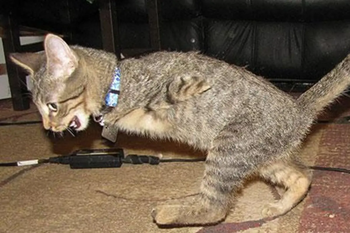 Foto: copyright boredpanda.com