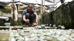 Tran Ngoc Thang memberi makan ikan cupang atau Siamese Fighting Fish yang dibesarkan di dalam botol plastik dan kaca di peternakan ikan hiasnya di Hanoi, Selasa (13/4/2021). Thang menggunakan ribuan botol kaca dan plastik bekas untuk berternak dan mengembangbiakkan ikan cupang. (Nhac NGUYEN/AFP)