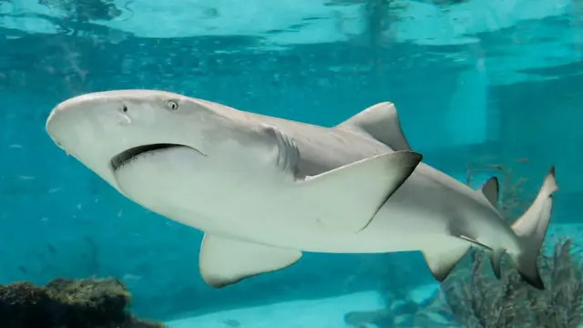 Shark
