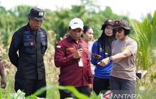 BRMP Papua Barat Kembangkan Benih Jagung, Dorong Kemandirian Pangan Daerah