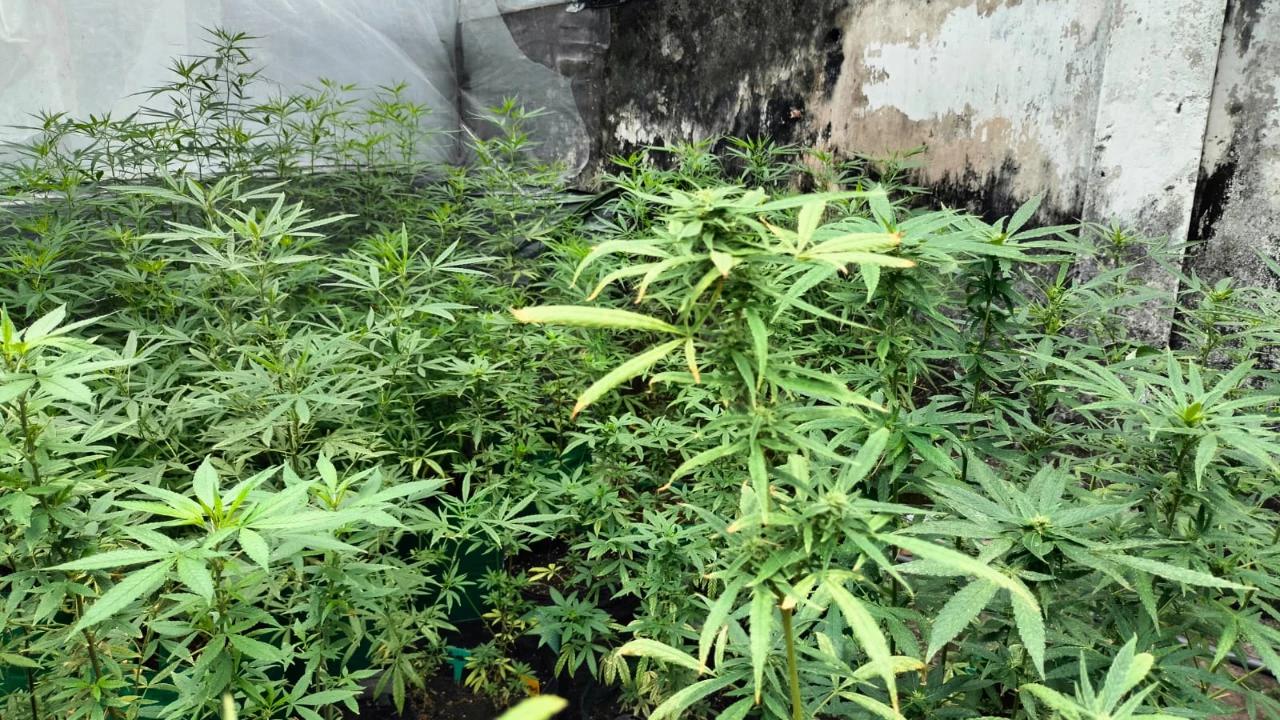 Pembudidaya Ganja di Jombang Diduga Kembangkan Eksperimen Minuman Beralkohol dari Olahan Ganja