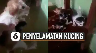 Seorang pria berhasil menyelamatkan beberapa anak kucing yang berenang saat banjir.