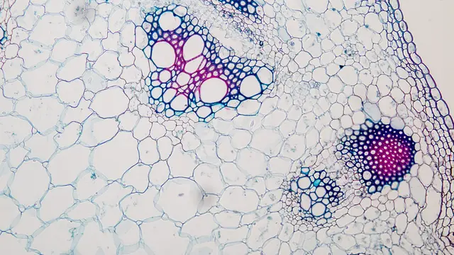 Fungsi Epidermis