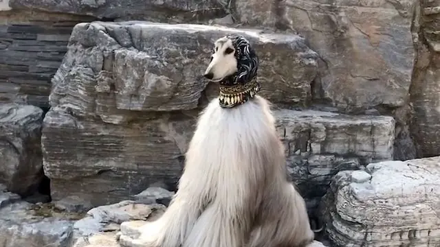 Anjing dengan harga perawatan yang fantastis (bored Panda)