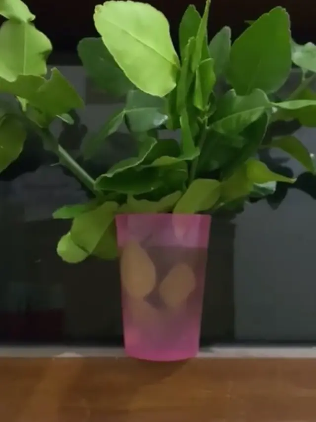 Tanpa Disimpan di Plastik, Ini Cara Simpan Jeruk Purut Supaya Tetap Segar Hingga Seminggu