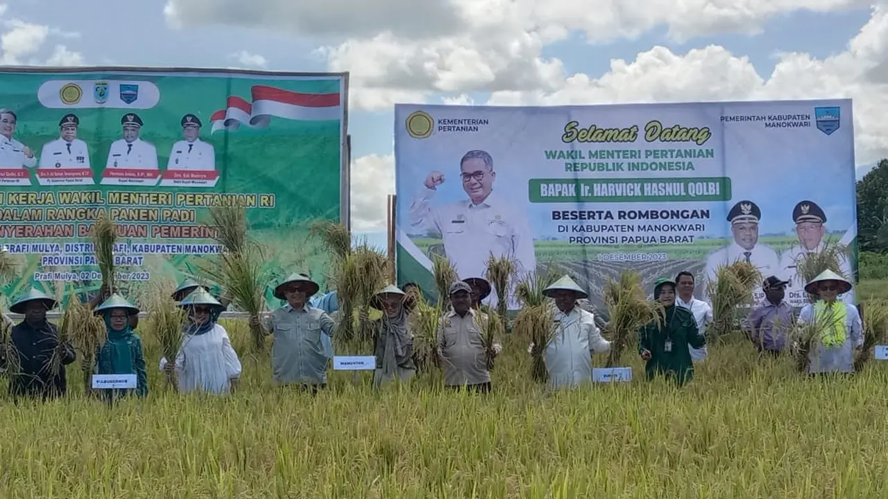 Panen Padi.