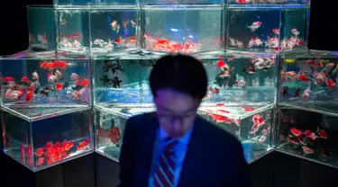 Seorang pria melihat ikan mas selama pratinjau pers dari pameran EDO Nihonbashi Art Aquarium 2018 di Tokyo, Jepang (5/7). Pameran tahunan di Tokyo ini akan dibuka untuk umum mulai 6 Juli hingga 24 September 2018. (AFP Photo/Martin Bureau)