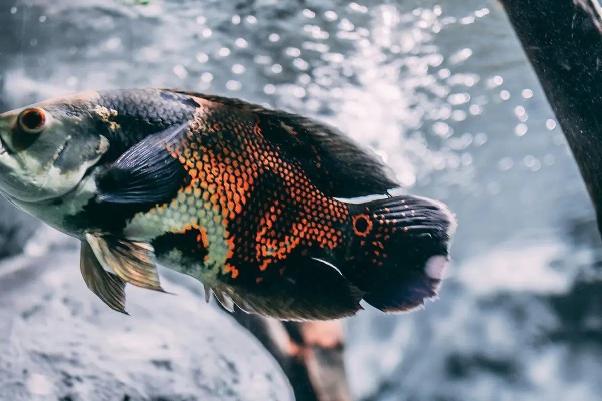 Warna Ikan Oscar