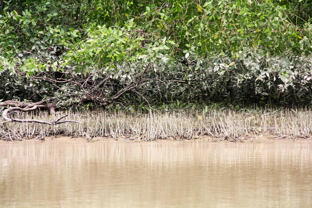 Mangrove di sumut. (merdeka.com/uga andriansyah).