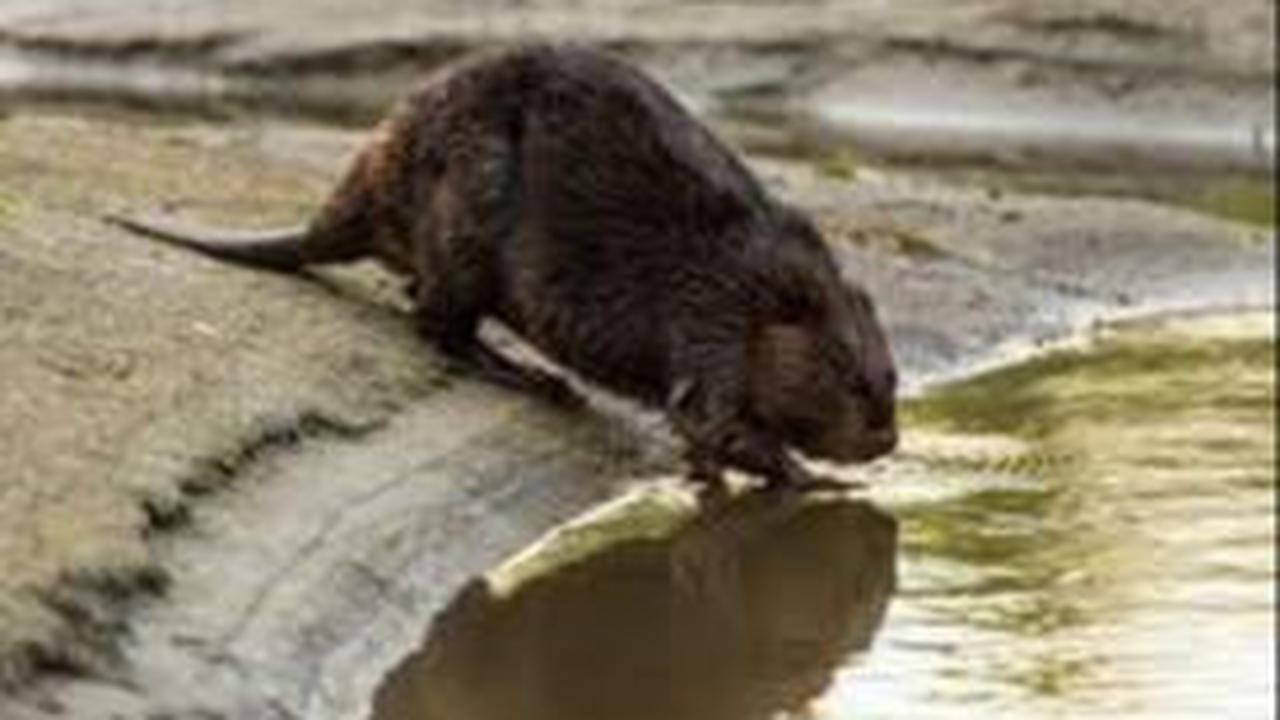 Berang-berang Amerika Utara (Castor canadensis)&nbsp;