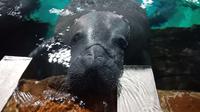Bagaimana sensasi memberi makan hewan meggemaskan seperti manatee? (Liputan6/pool/Vinsensia Dianawanti)