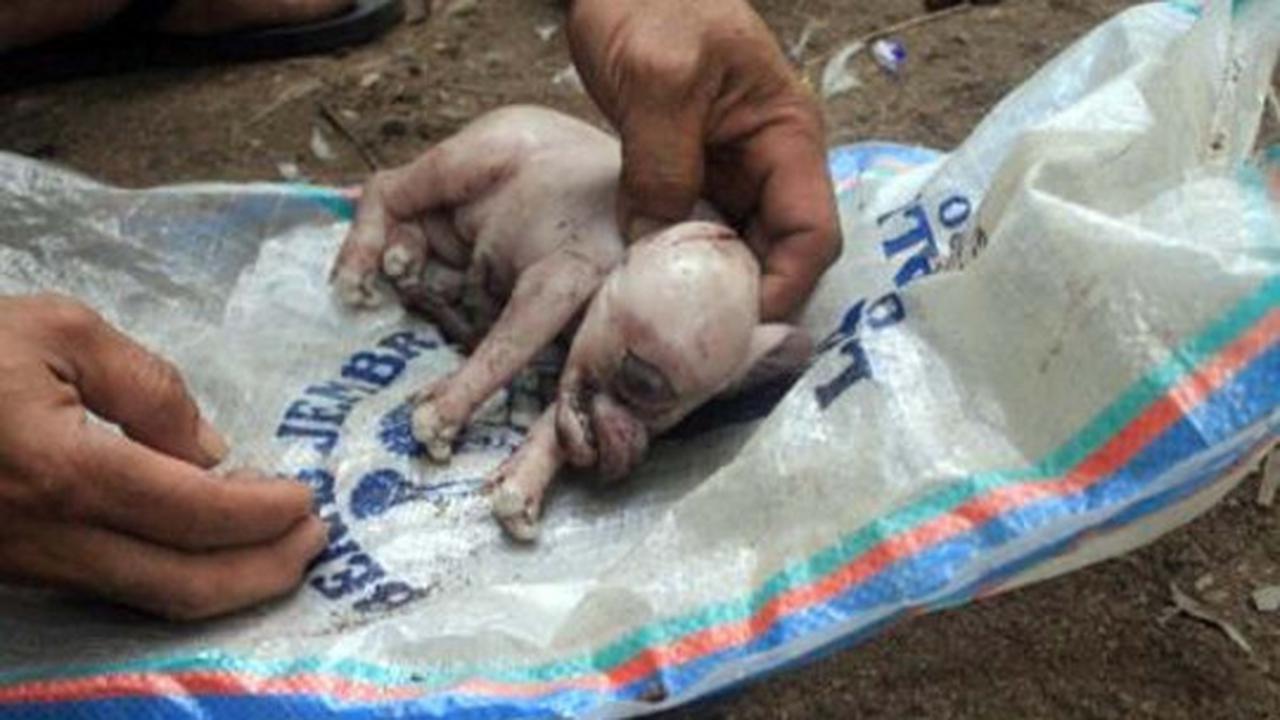 Ini wujud aneh anak babi bermata satu yang hebohkan Bali