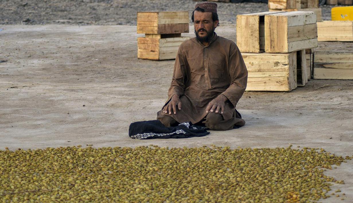 Seorang petani beristirahat untuk melakukan salat zuhur di sebuah perkebunan anggur di Kandahar, Afghanistan, 6 September 2021. (JAVED TANVEER/AFP)