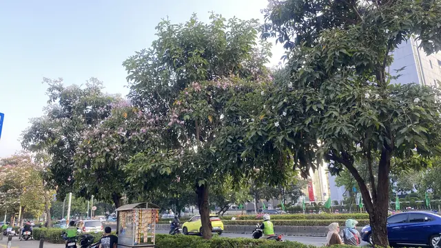 Cantiknya Bunga Tabebuya Bermekaran di Sepanjang Jalan Salemba hingga Kramat