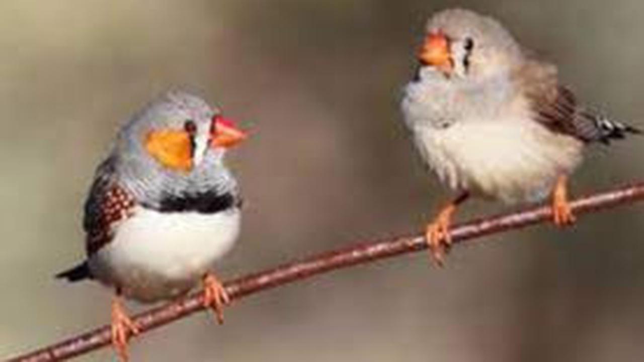 9. Burung Finch Darwin