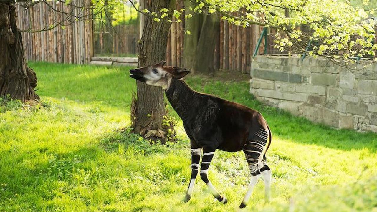 Okapi, yang diumumkan oleh petugas kebun binatang sebagai bayi laki-laki, lahir pada 17 Desember lalu&nbsp;<br>