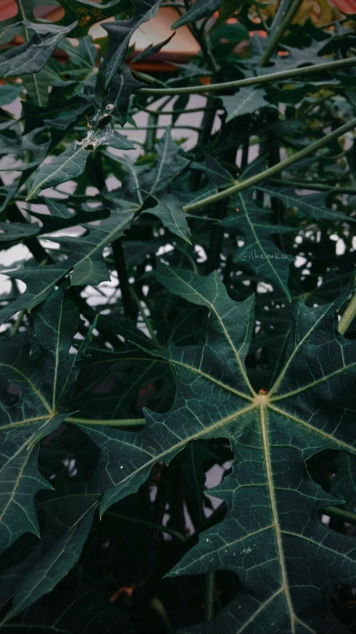 Daun Pepaya