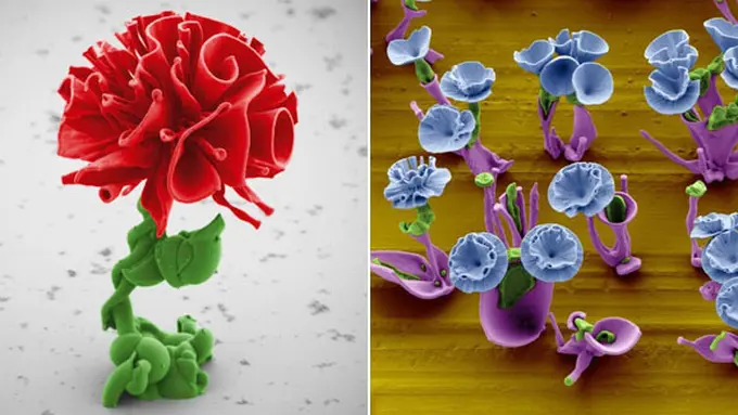 (c) Wim Noorduin/Harvard University