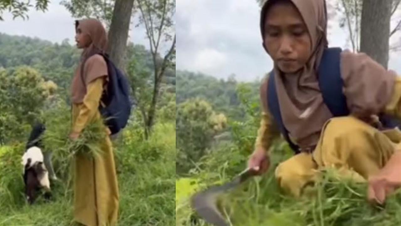 Dedikasi Guru TK Tak Bergaji Tiap Hari Ajari Belasan Anak, ke Sekolah Bawa Kambing hingga Cari Rumput