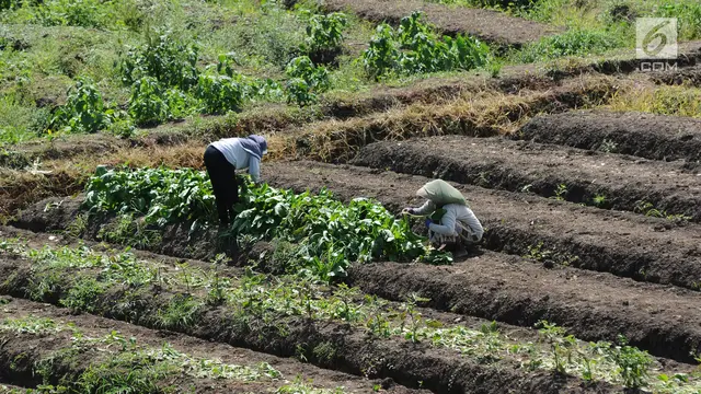 Pengaruh Cuaca, Petani Keluhkan Hasil Panen