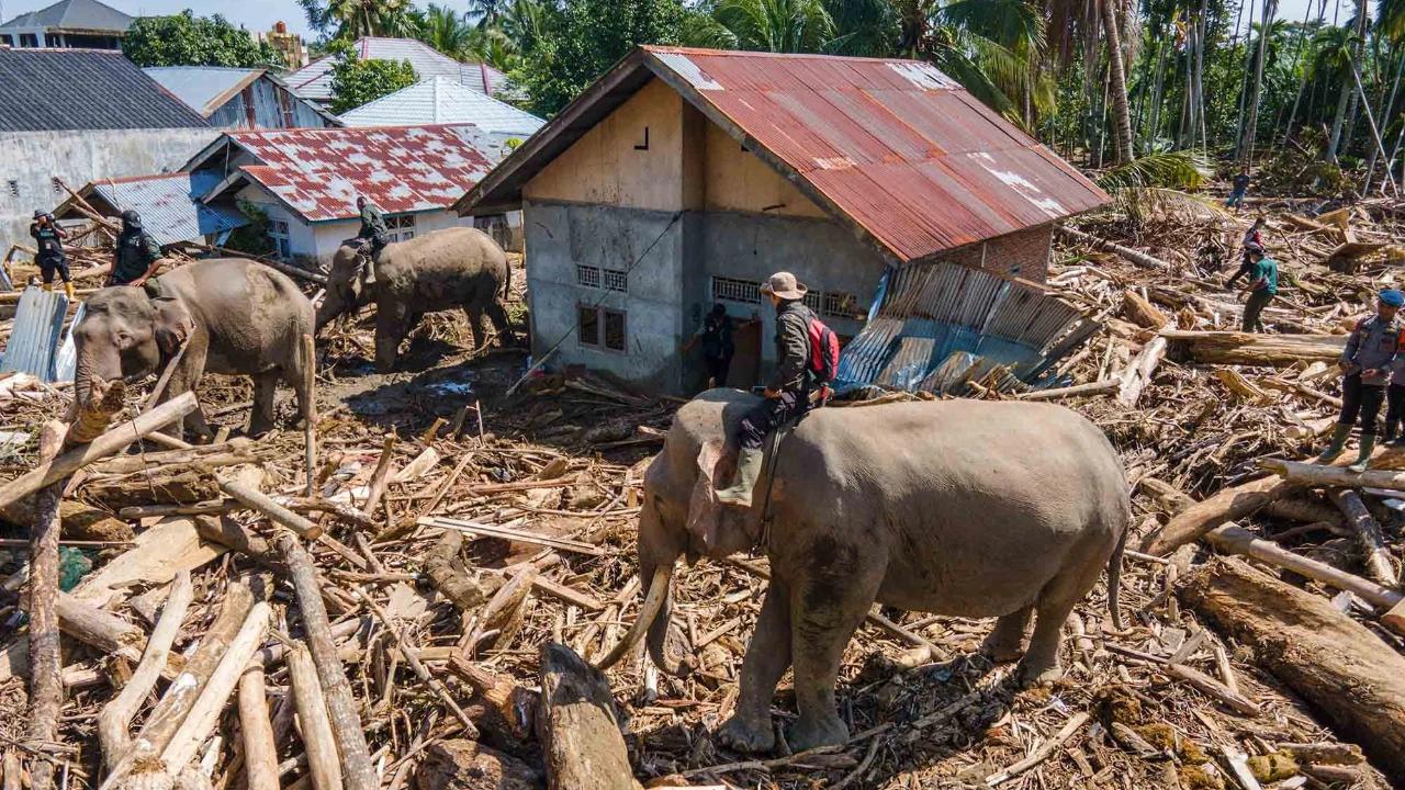 VIDEO: Gajah Turun Gunung Bantu Angkut Kayu Besar Pasca-Bencana Banjir di Pidie Jaya