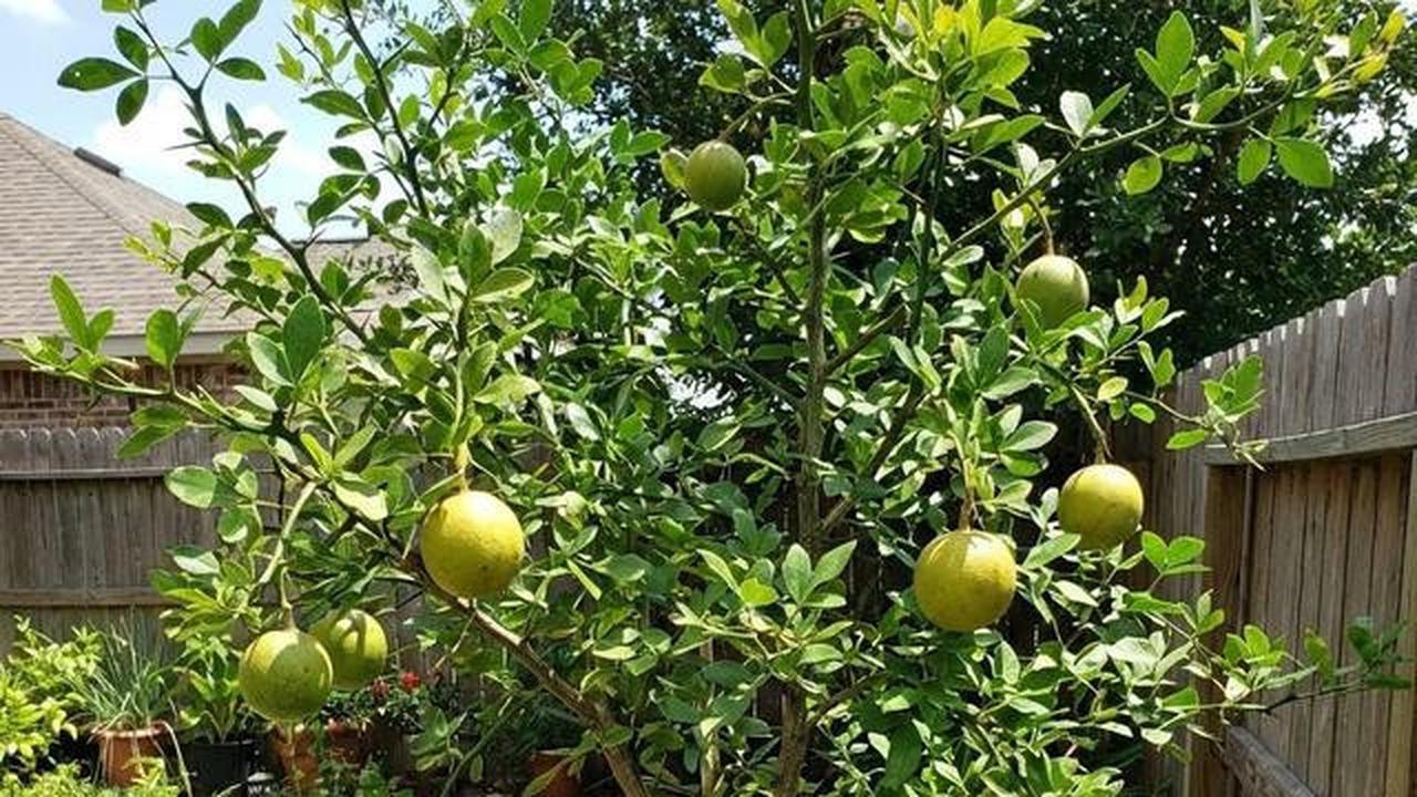 7 Jenis Pohon Buah yang Tidak Ada Ulatnya, Aman Ditanam di Rumah
