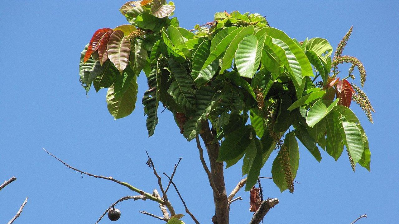 Manfaat Buah Matoa untuk Kecantikan