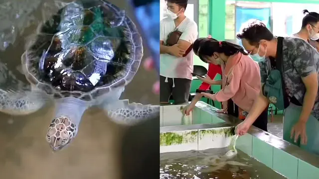 Penangkaran Penyu Ujung Genteng