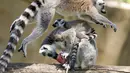 Seekor lemur melompati lemur lain yang sedang memakan es buah beku pada hari yang panas di kebun binatang Roma, Italia, Selasa (25/6/2019). Suhu tertinggi yang berkisar 37 sampai 40 derajat Celsius diperkirakan terjadi di wilayah Italia utara dan tengah. (AP Photo/Andrew Medichini)