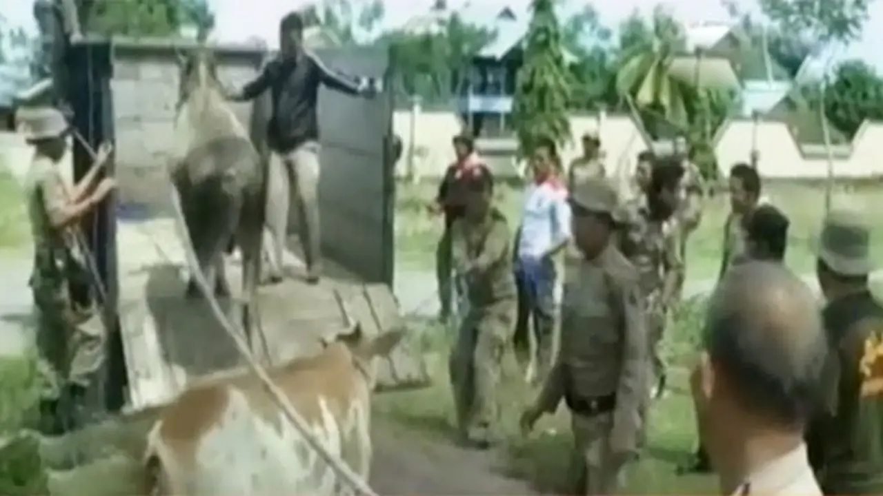 (lip6 Siang) Sapi