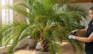 6 Cara Menanam Kurma dalam Ruangan, Alternatif Berkebun di Lahan Terbatas