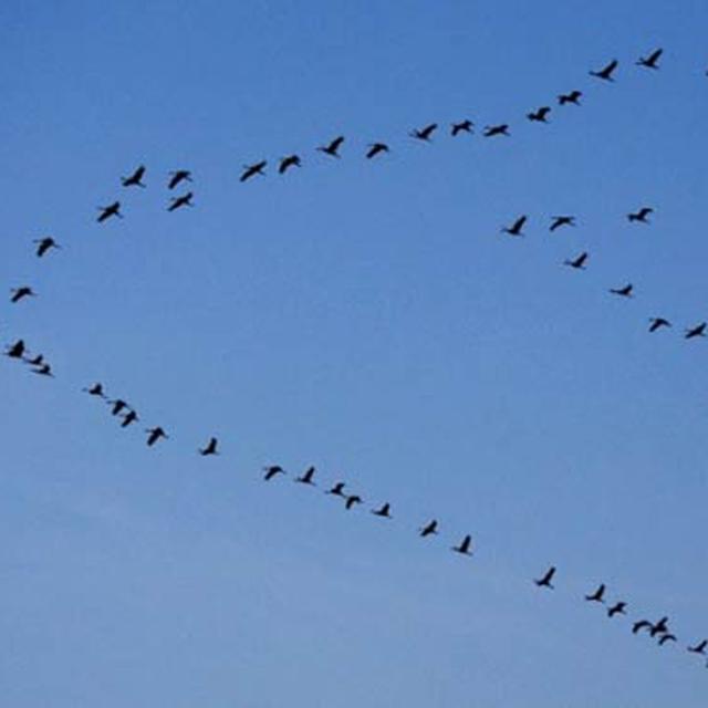 Misteri Mengapa Burung Terbang Membentuk Formasi V Terkuak Global Liputan6 Com