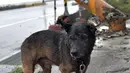 Seekor anjing yang terlantar berdiri dekat tiang listrik yang roboh akibat hantaman topan super Meranti di Pingtung, Taiwan selatan, Rabu (14/9). Topan Meranti juga menyebabkan sebagian besar penerbangan domestik dibatalkan. (AFP PHOTO/Sam YEH)