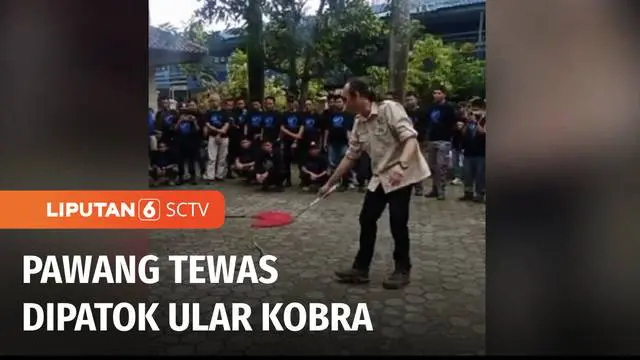 Instruktur ular kobra, Aji Rahmat Purwanto sekaligus pendiri Yayasan Sioux Ular Indonesia, tewas digigit ular king kobra.