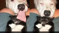 7 Snapchat Kocak Kucing Ini Bakal Buatmu Tersenyum Melihatnya