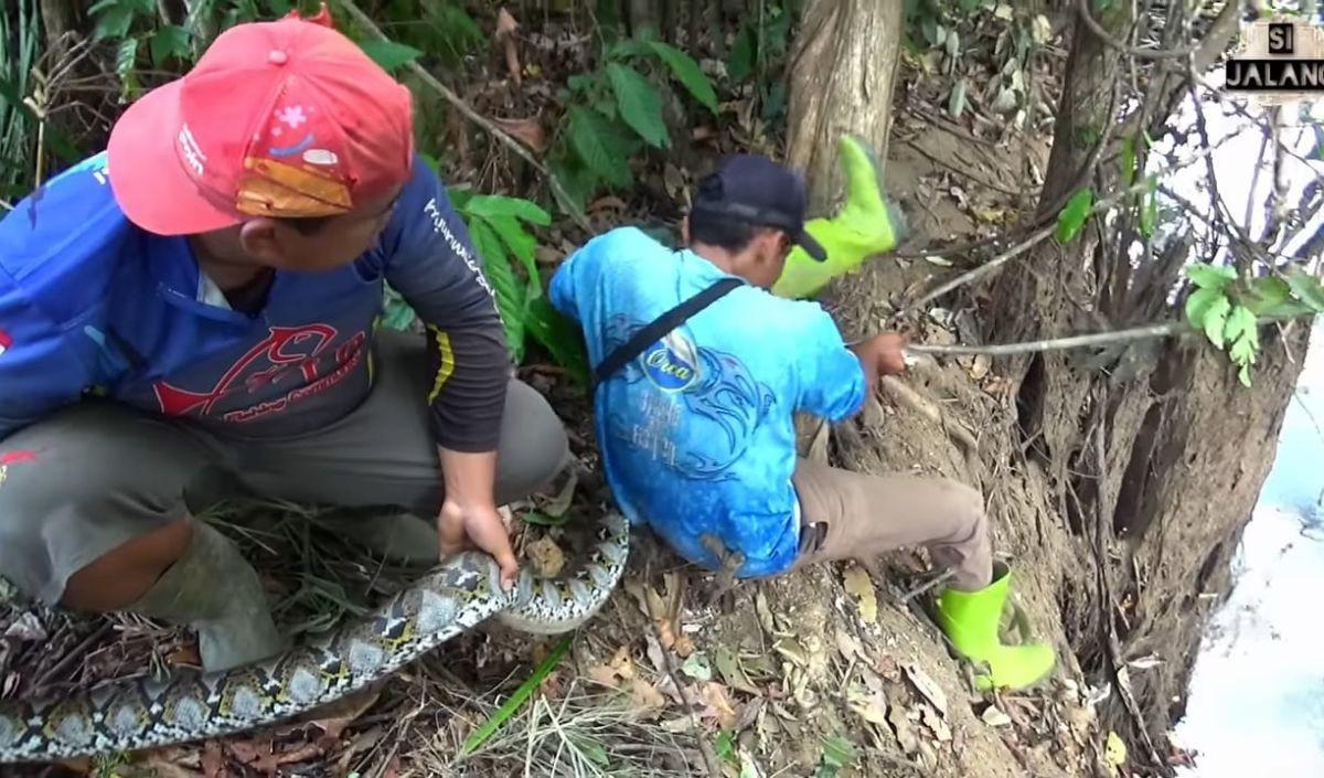 Video detik-detik pria berbaju biru yang terlilit ular piton itu viral beredar di berbagai media sosial. Pria yang diketahui bernama Bambang ini memancing di dekat sebuah pohon.&nbsp;