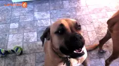 Seekor anjing kesayangan yang menderita kanker mendapatkan permohonan terakhirnya, yaitu sajian es krim pantai yang terkenal di kota Blackpool, Lancashire, Inggris.