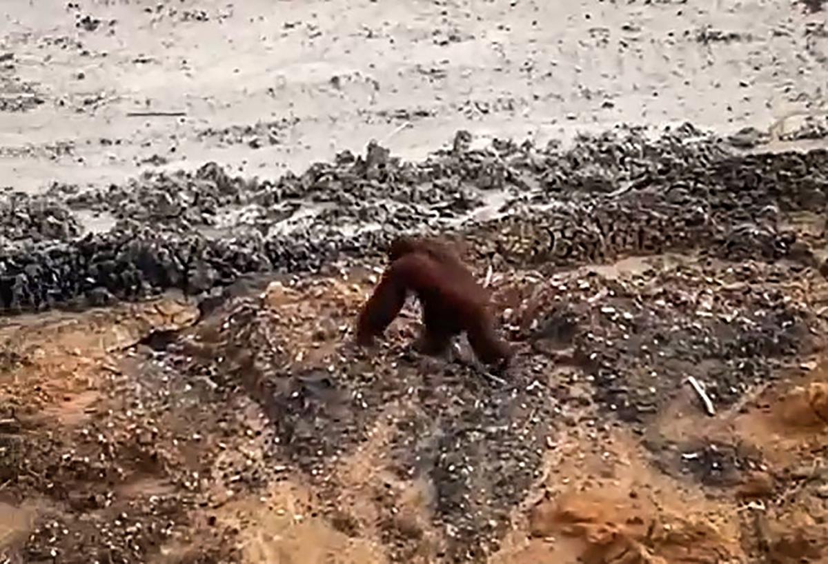 Orangutan ini kebingungan di tengah tambang batu bara Kalimantan