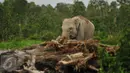 Seekor Gajah Sumatera (Elephas maximus sumatranus) yang didatangkan dari Pusat Latihan Gajah (PLG) Padang Sugihan mencari makan di Sebokor, Ogan Komering Ilir (OKI), Sumatra Selatan, Jumat (25/3). (Liputan6.com/Gempur M Surya)