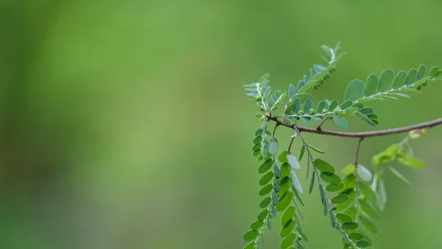 Indigofera