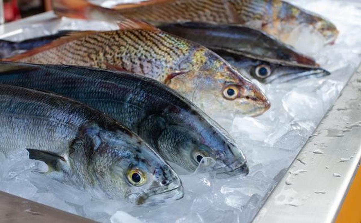 7 Cara Menyimpan Ikan Segar Supaya Tidak Cepat Bau Tanpa Mengurangi Kualitas