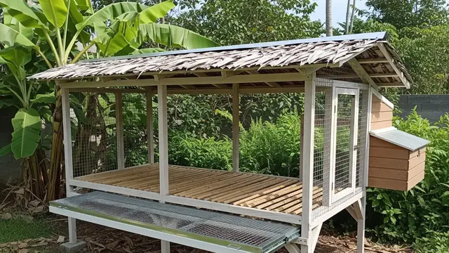Model Kandang Ayam Ramah Pemula yang Mudah Dibersihkan Setiap Hari