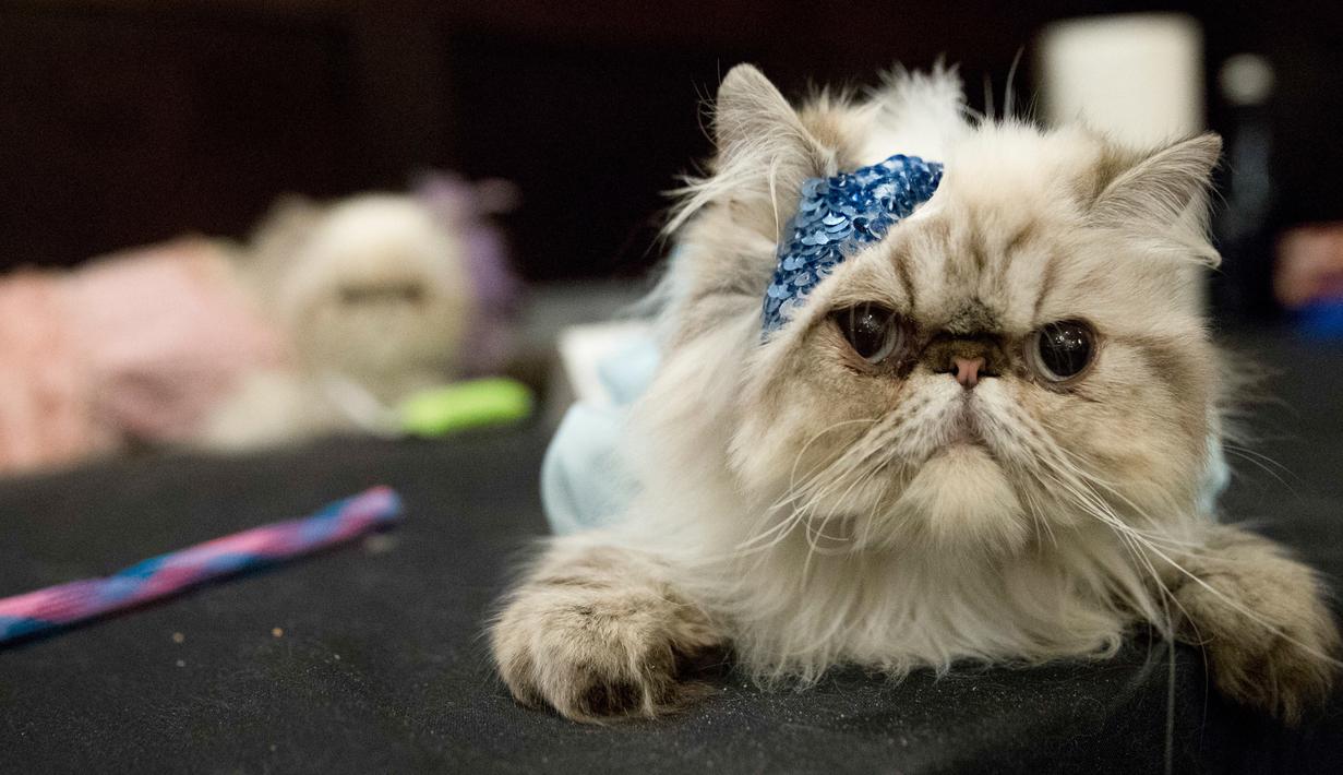 Foto Uniknya Fashion Show Kucing Di New York Global Liputan6com