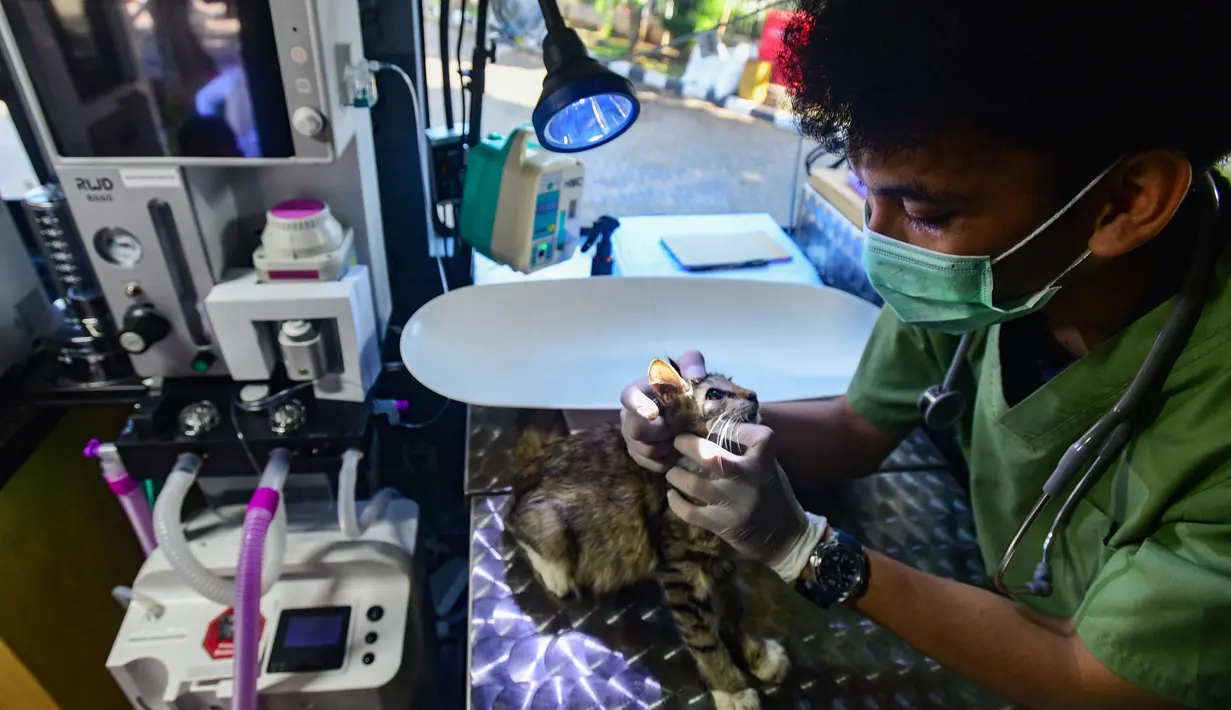 Dokter hewan memeriksa kucing peliharaan warga pada mobil Klinik Hewan Keliling di halaman Kantor Kelurahan Srengseng sawah, Jakarta Selatan, Rabu, 15/ Juli 2026. (KLY/ Arie Basuki)