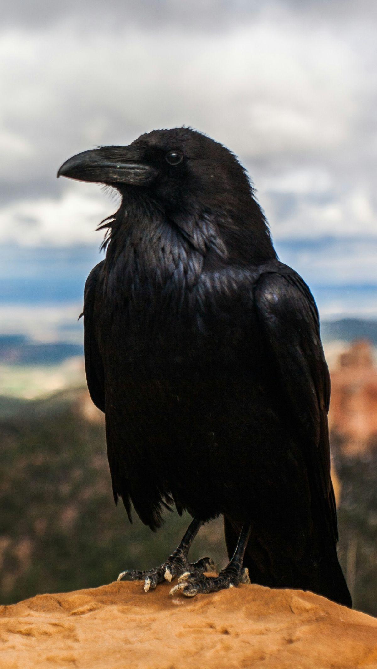 <b>Fakta Tentang Burung Gagak</b>