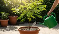 7 Cara Mengerdilkan Pohon Belimbing agar Muat di Pot dan Cepat Berbuah