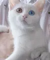short desc
