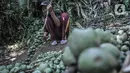 Ajum (51) memisahkan buah aren batangnya sebelum dimasak menjadi kolang-kaling di Kampung Citugu, Desa Puraseda, Leuwiliang, Kabupaten Bogor, Jawa Barat, Minggu (25/4/2021). Menurut Ajum, tahun ini permintaan kolang-kaling menurun drastis dibandingkan tahun lalu. (merdeka.com/Iqbal S. Nugroho)